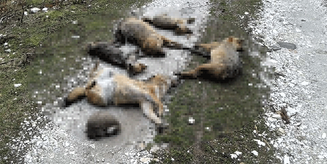 Bursa’da hayvan katliamına soruşturma