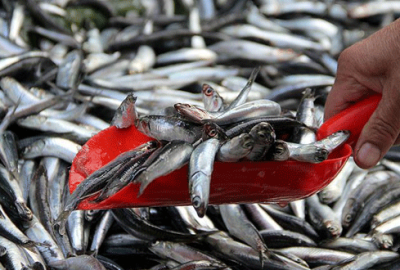 Hamside ‘alarm veren’ tablo