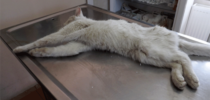 Arabanın çarptığı kedi hayata tutundu