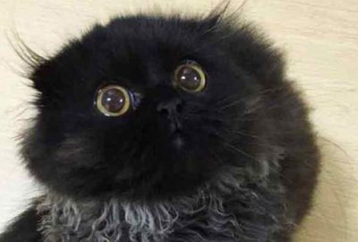 Gimo adlı bu kedi sadece bir çift göz ve bir