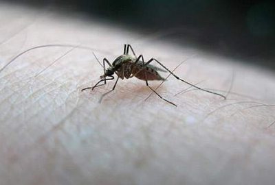 Fiji’de ilk Zika vakası görüldü