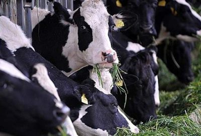 12. Ege Tarım, Sera ve Hayvancılık Fuarı açıldı