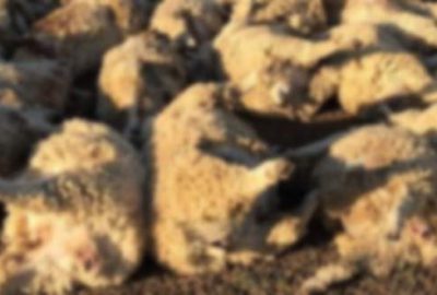 116 koyun stresten öldü