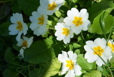 Fındık Bahçeleri Rengarenk