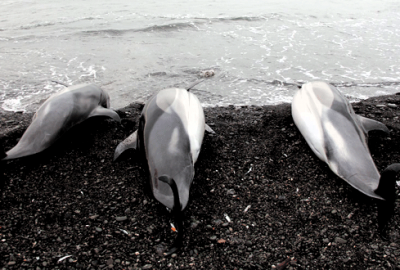 3 yunus ölüsü sahile vurdu