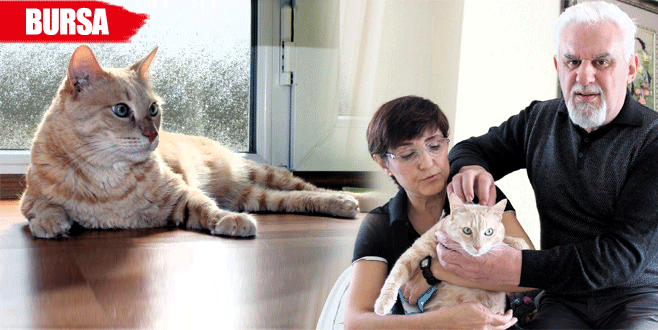 Kedileri için evlerini terk edecekler