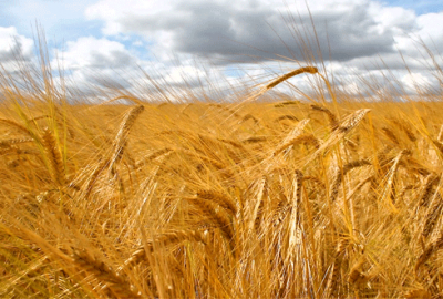 Bursalı çiftçilere 15 milyon liralık destek