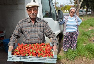 Devlet Desteğiyle 16 Yıldır Organik Çilek Üretiyor