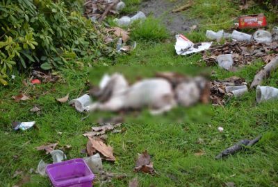 Göl kıyısında bulduğu bebeği oyuncak sanmış!