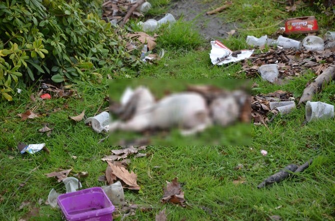 Göl kıyısında bulduğu bebeği oyuncak sanmış!