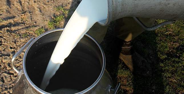 ESK, günlük bin 500 ton süt toplayacak