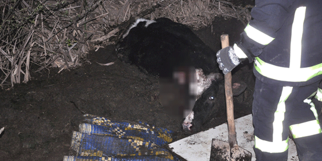 Bursa’da inek kurtarma operasyonu