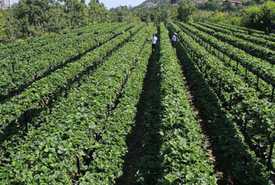 367 bin mirasçıya tebligat