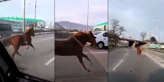 Bursa’da dört nala koşan at sürücüleri şaşkına çevirdi