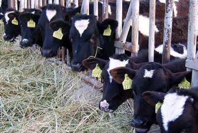 Sanayiciye süt fiyatı tepkisi