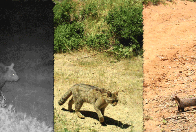 Vahşi yaşam böyle görüntüleniyor