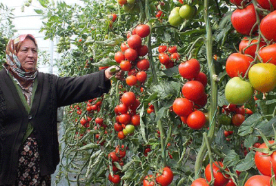 Salkım domates kazandırıyor
