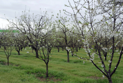 Bursa şeftalisinde don ve kırağı tehdidi