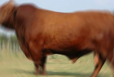 Cezaevinden 24 boğa firar etti