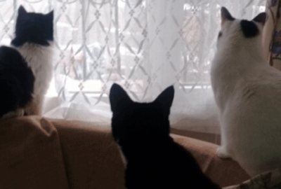 Belki de dünyanın en meraklı, bir o kadar da en