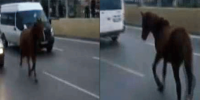 Bursa’da bir at vakası daha