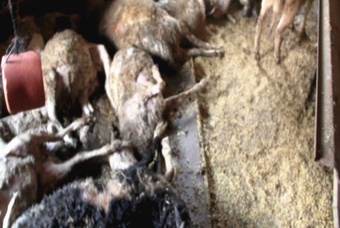 Çanakkale’nin Ezine ilçesinde başı boş dolaşan köpekler 160 koyundan 20