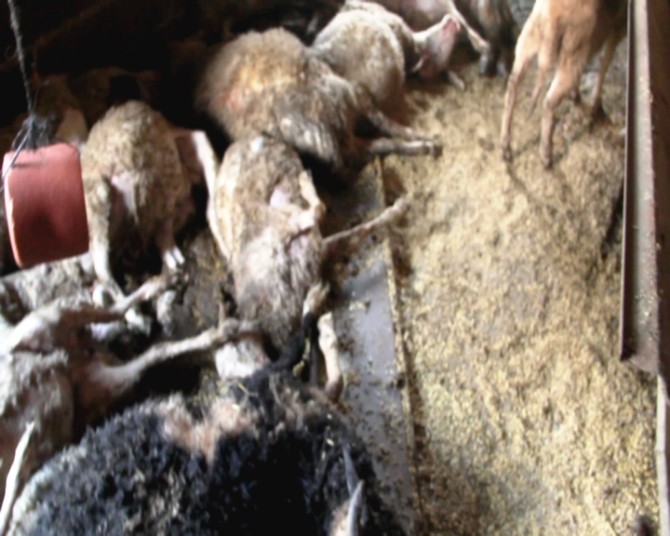 Başı Boş Köpekler Koyun Sürüsünü Telef Etti