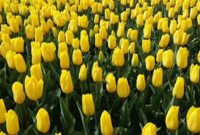 Baharın tüm renkleri Bursa’yı sardı