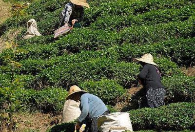 Yaş çay destekleme primi ödemeleri başladı