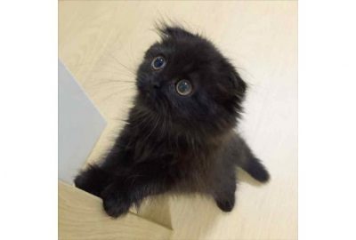 Dünyanın en sevimli kedisi Gimo