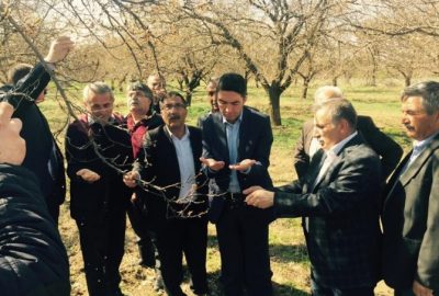 Kayısıyı Don Vurdu