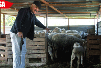 Koyun hırsızları bu köye dadandı!