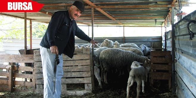 Koyun hırsızları bu köye dadandı!