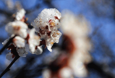 Don zararı birçok ilde meyve ağaçlarını vurdu