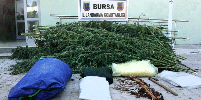 ‘Kenevirlerden haberim yok, fasulye sanıyordum’