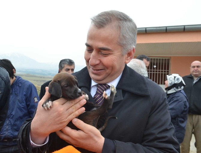 Denizli’de 3 Ayda 300 Sokak Hayvanı Sahiplendirildi