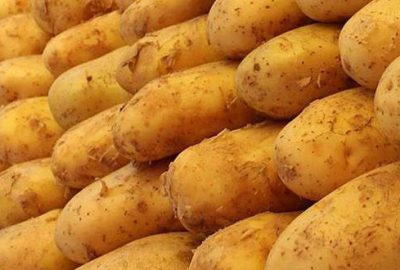 Elde kalan patateste ihracat sevinci