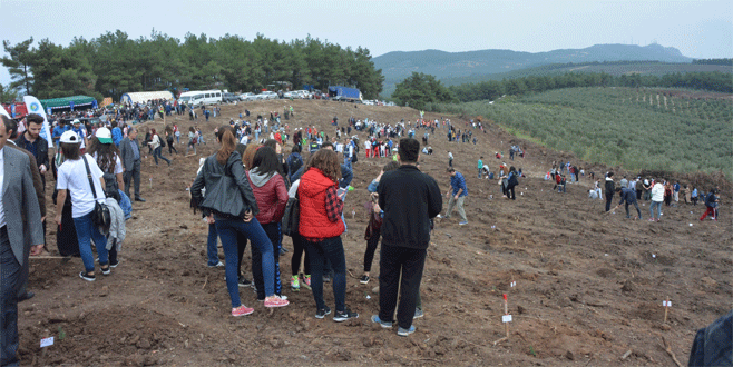 Bursa’da kül olan 170 hektarlık alan ağaçlandırıldı