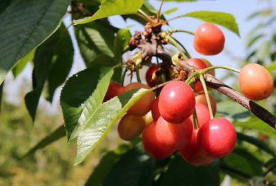 Kilosu 125 liraya kiraz