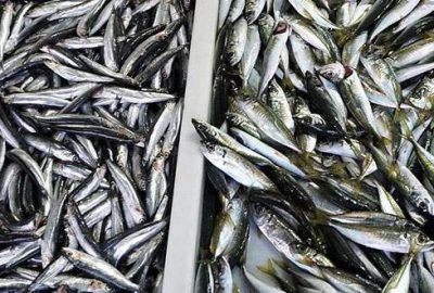 Balık fiyatlarında değişiklik!