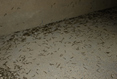 Köyü ‘kırkayak’lar istila etti