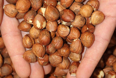 Fındık üreticileri endişeli