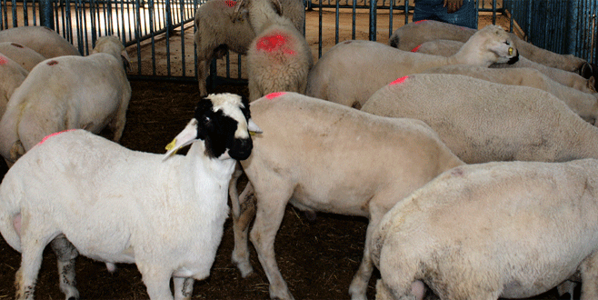 Bursa’da, çaldıkları koyunları satarken yakalandılar