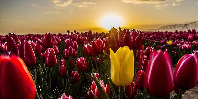 Fotoğraf stüdyosu gibi lale tarlaları