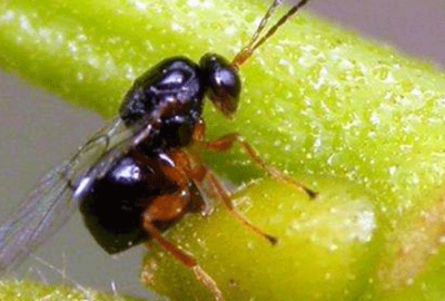 Uludağ’da katil arı tehdidi