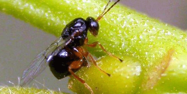 Uludağ’da katil arı tehdidi