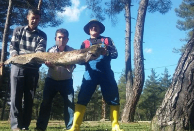 Oltaya takılan dev yayın görenleri şaşırttı