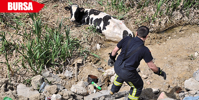 6 metre yükseklikten bataklığa düştü