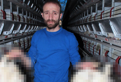 Elektrik kesilince binlerce tavuk telef oldu