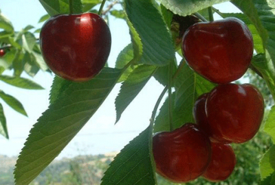 Kirazın kilogramı 75 liradan satılıyor